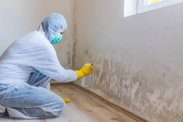 Professional mold removal team in Roanoke